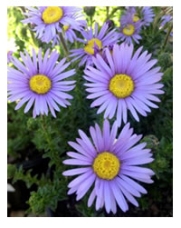 Blue Felicia indigenous #WaterWise